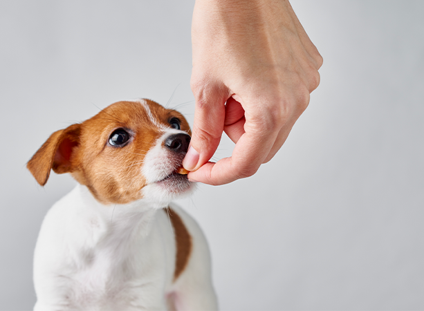 Bước 2: Cho chó ăn trực tiếp hoặc trộn chung với thức ăn của chó
