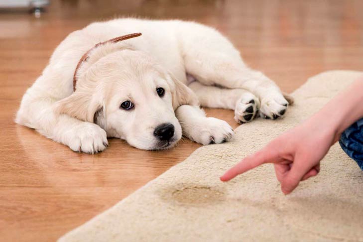5 lưu ý quan trọng cho người lần đầu nuôi chó
