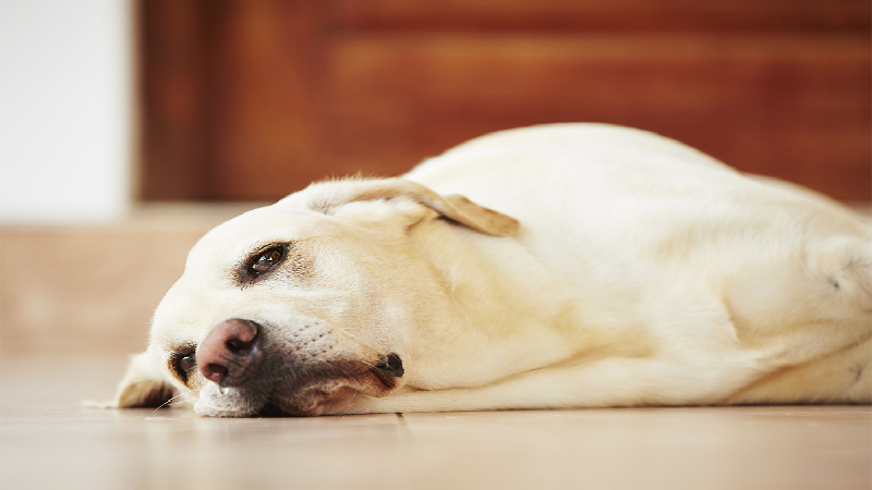 Bạn biết gì về ngoại ký sinh trùng ở chó?