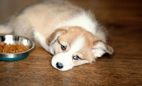 Sán dây ở chó: Dấu hiệu, nguyên nhân và cách điều trị