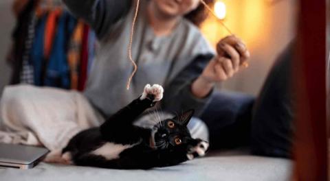 10 giống mèo được nuôi phổ biến tại Việt Nam